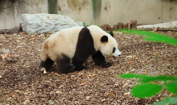 行走的熊猫