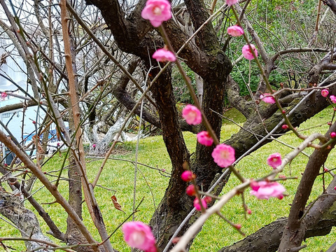 梅花