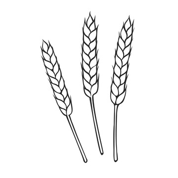 黑白手绘小麦谷物插图