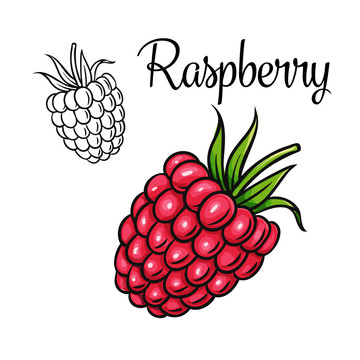 鲜艳覆盆莓彩绘插图