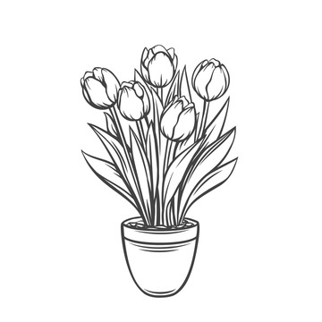 黑白手绘郁金香盆栽插图