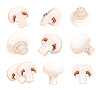 白色蘑菇彩绘插图