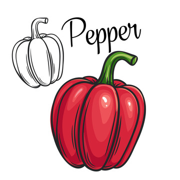 红色甜椒彩绘插图