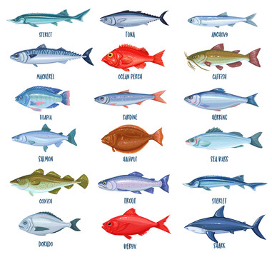 鲜鱼品种彩绘插图