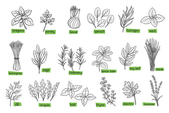 黑白手绘香草材料插图