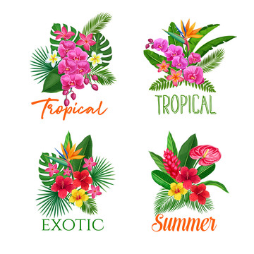夏日热带花卉插图