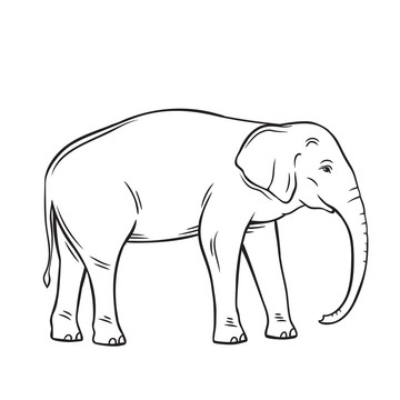 黑白手绘大象插图