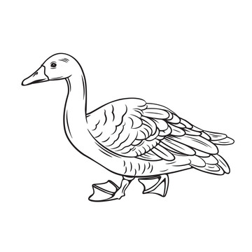 黑白手绘鸭子插图