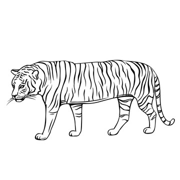 黑白手绘老虎插图