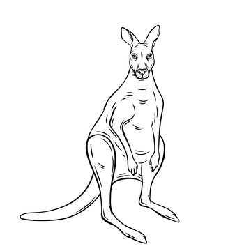 黑白手绘澳洲袋鼠插图