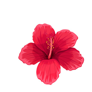 热带朱槿花卉插图