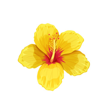 黄色鲜花水彩插图