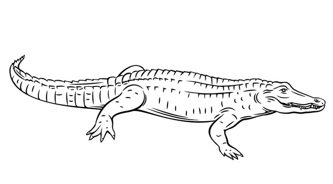 黑白手绘鳄鱼插图
