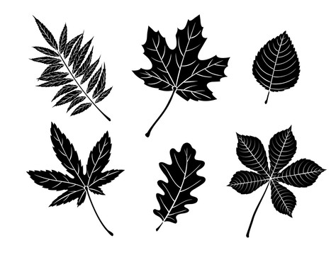 黑白手绘枫叶叶片插图