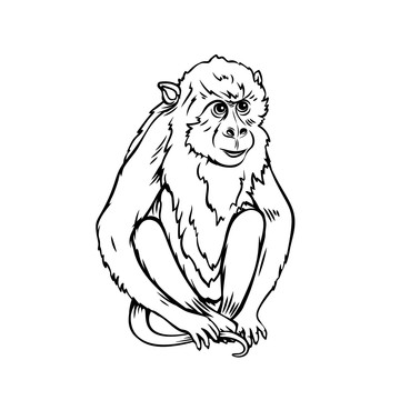 黑色手绘长臂猴子插图