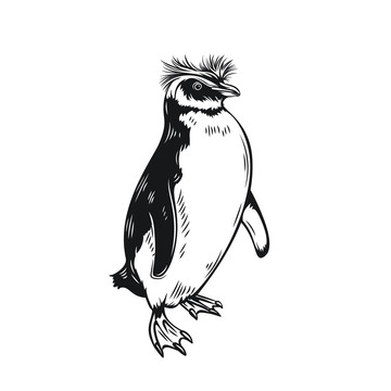 黑色手绘凤冠企鹅插图