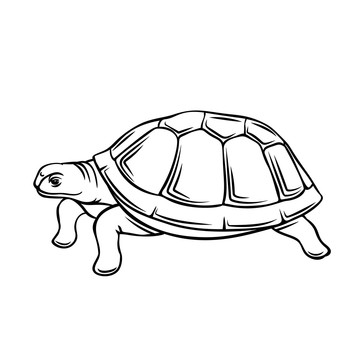 黑色手绘海龟插图