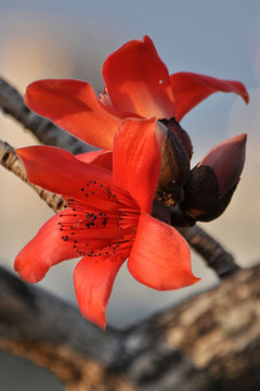 木棉花