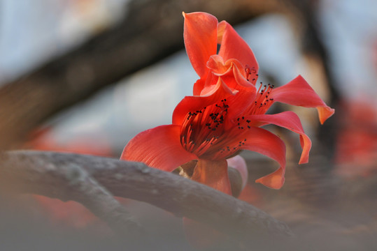 木棉花