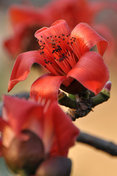 木棉花