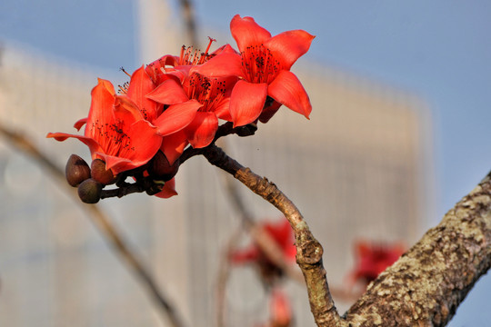 木棉花