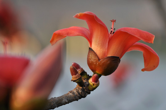 木棉花