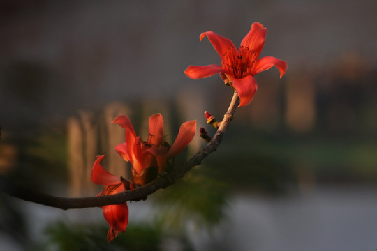 木棉花