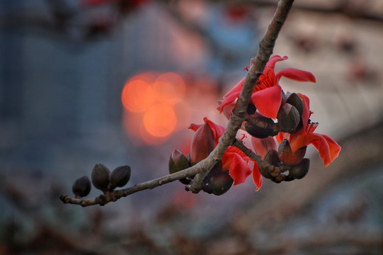 木棉花