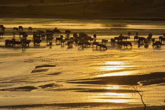 牛群过河