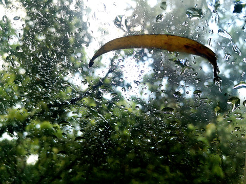 车窗上的雨水落叶