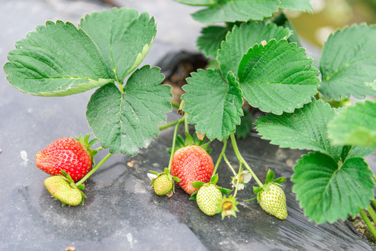 草莓种植果园