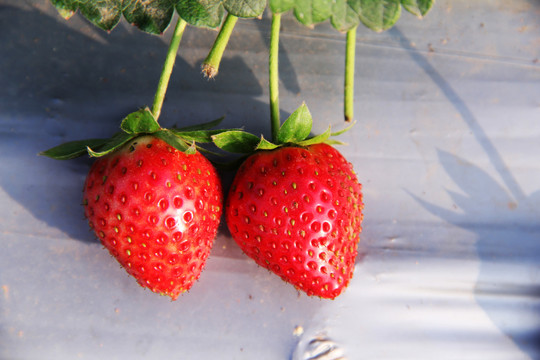 鲜嫩的草莓