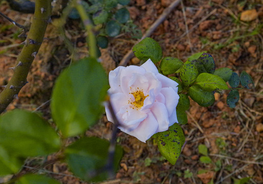 白色月季花白玫瑰