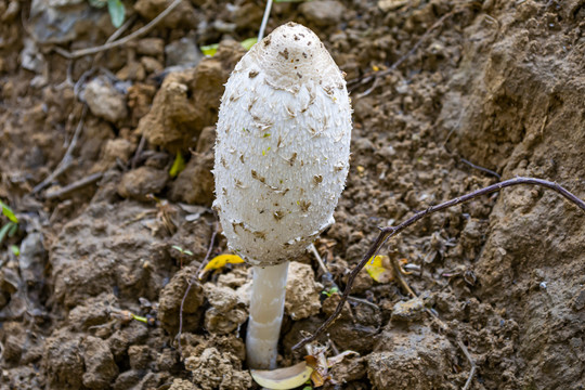 毛头鬼伞蘑菇