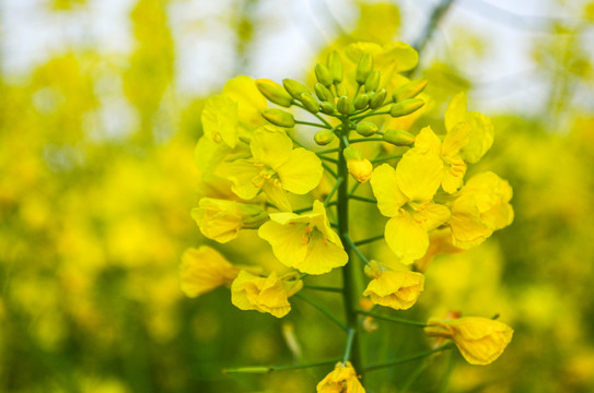 油菜花