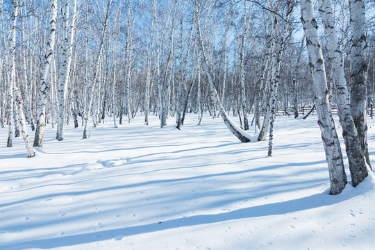 雪原光影白桦树林