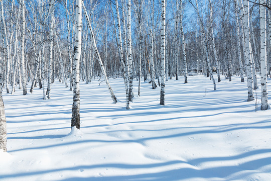 冬季雪原光影白桦树林