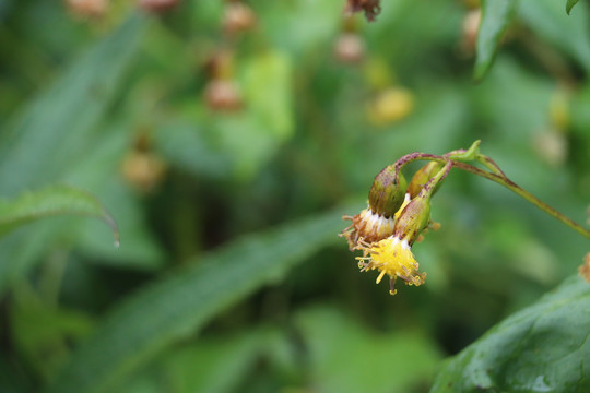 高原野菊花