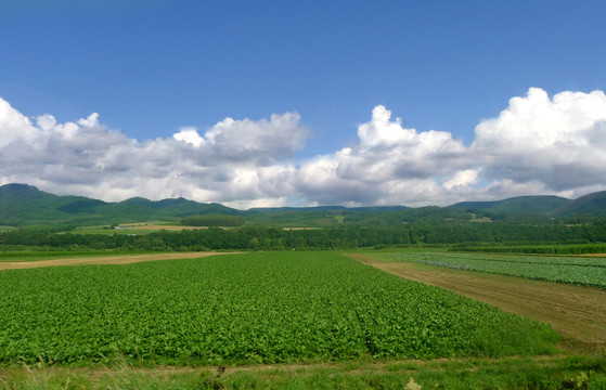 绿色田野