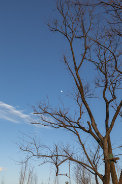 蓝天月亮树