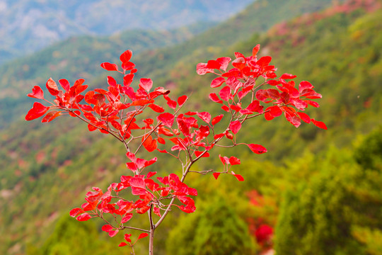 石膏山风光