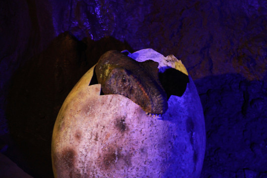 恐龙孵出蛋壳