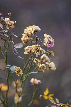 枯萎鲜花