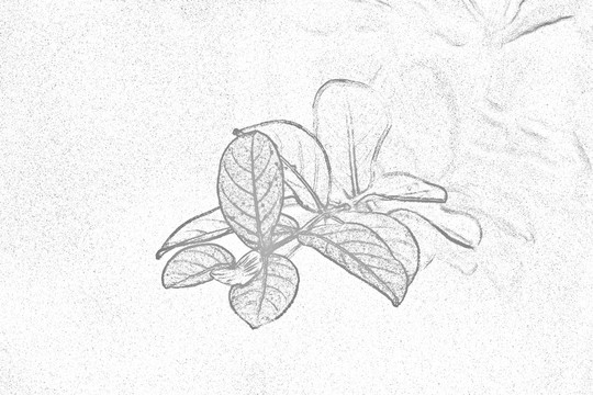 素描轮廓
