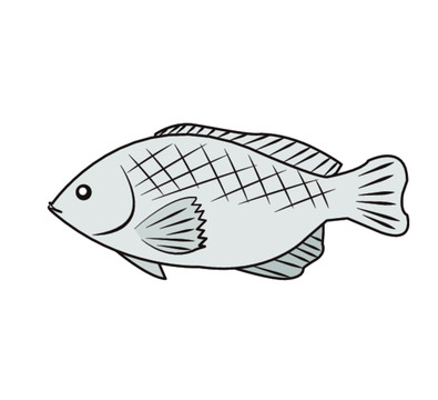 罗非鱼手绘图图片