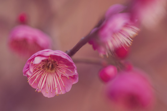 梅花微距