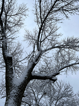 树枝积雪