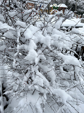 树枝积雪