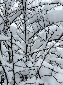 树枝积雪