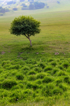 塞罕坝草原上的一棵树